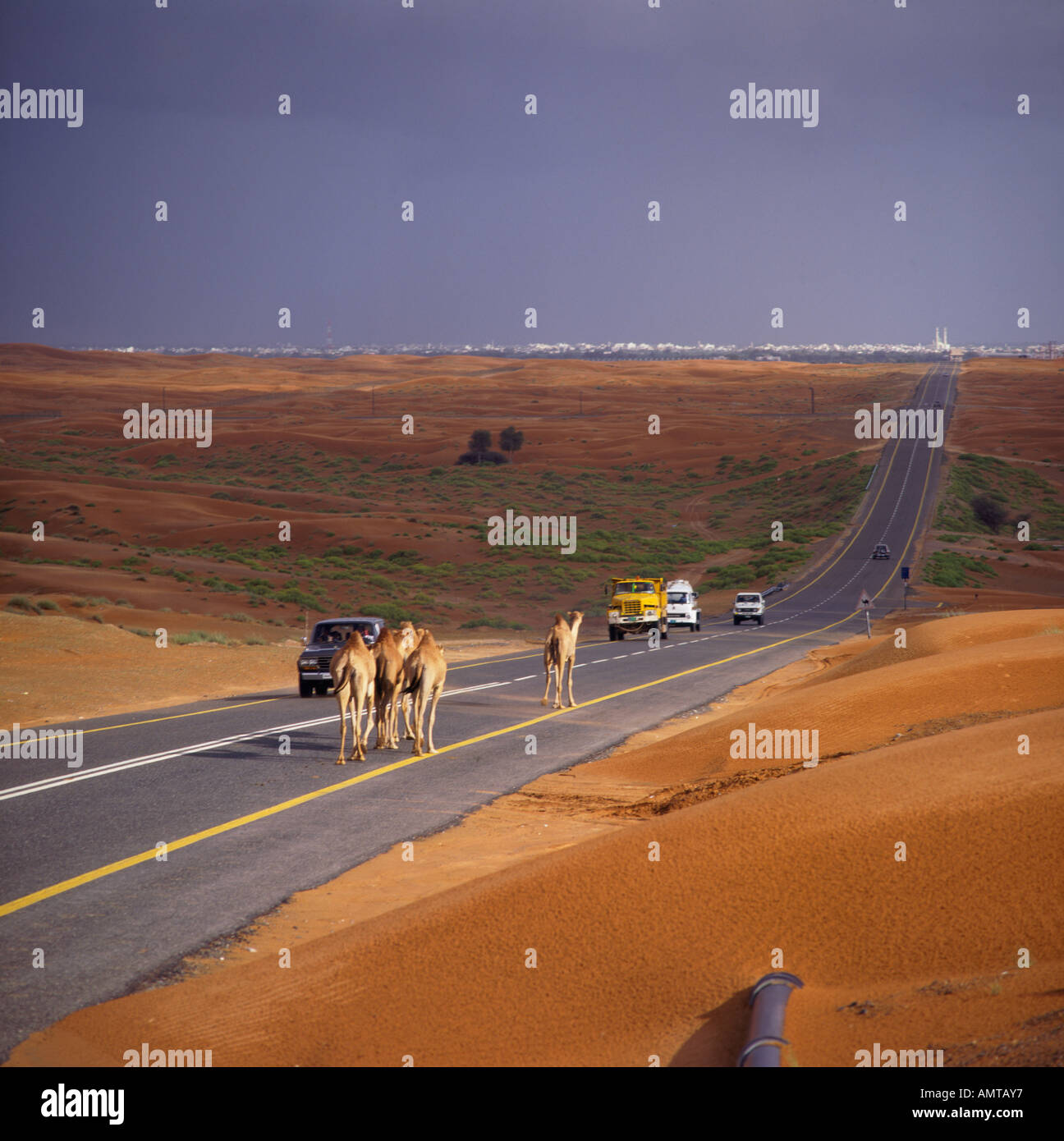 Kamele und Verkehr auf der Hauptstraße Wüste mit Sanddünen und Sturm über entfernte Stadt von Al-Ain Abu Dhabi U A E mittlerer Osten Stockfoto