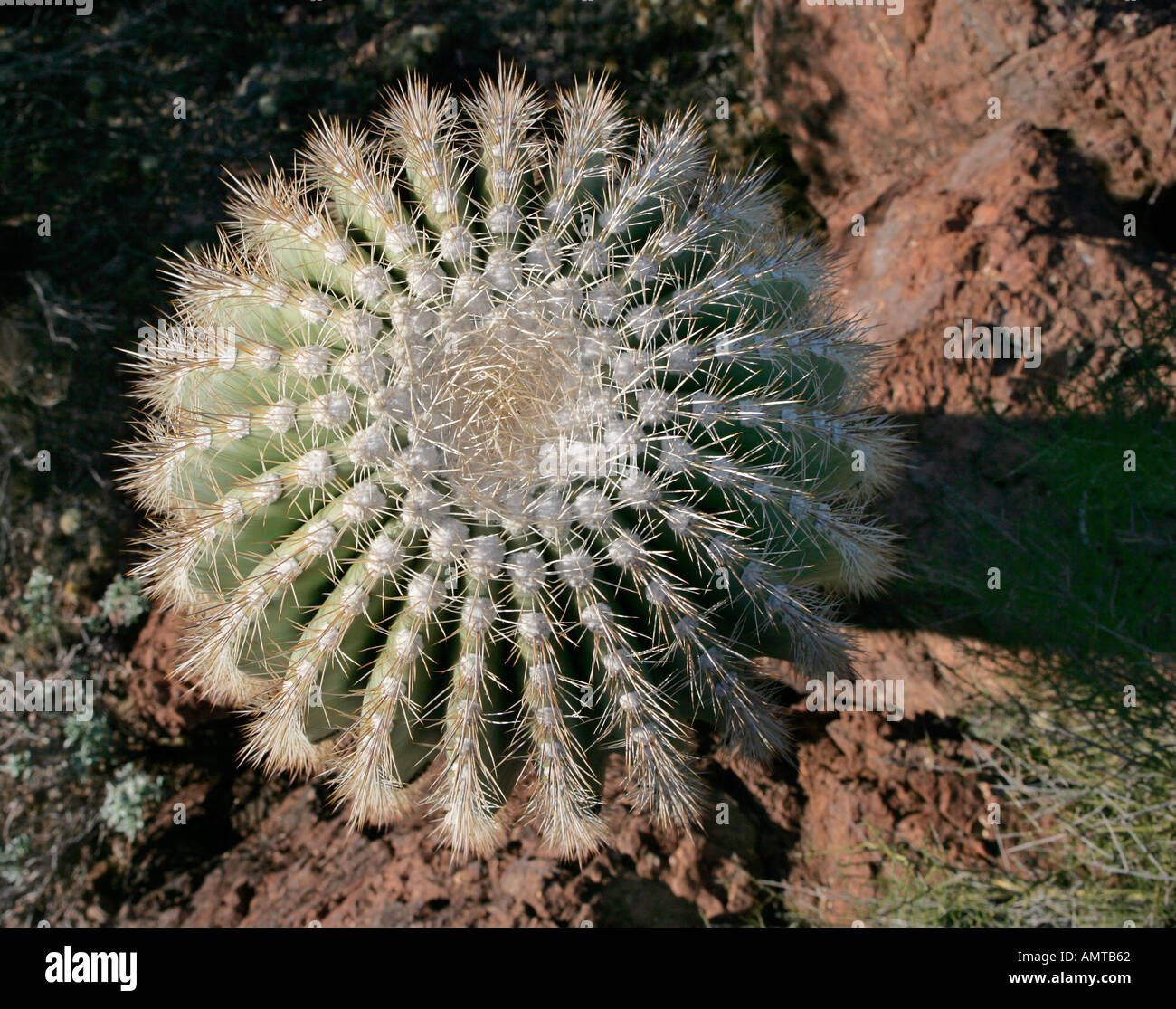 Suchen Sie gerade nach unten auf der Oberseite ein Saguaro-Kaktus Stockfoto