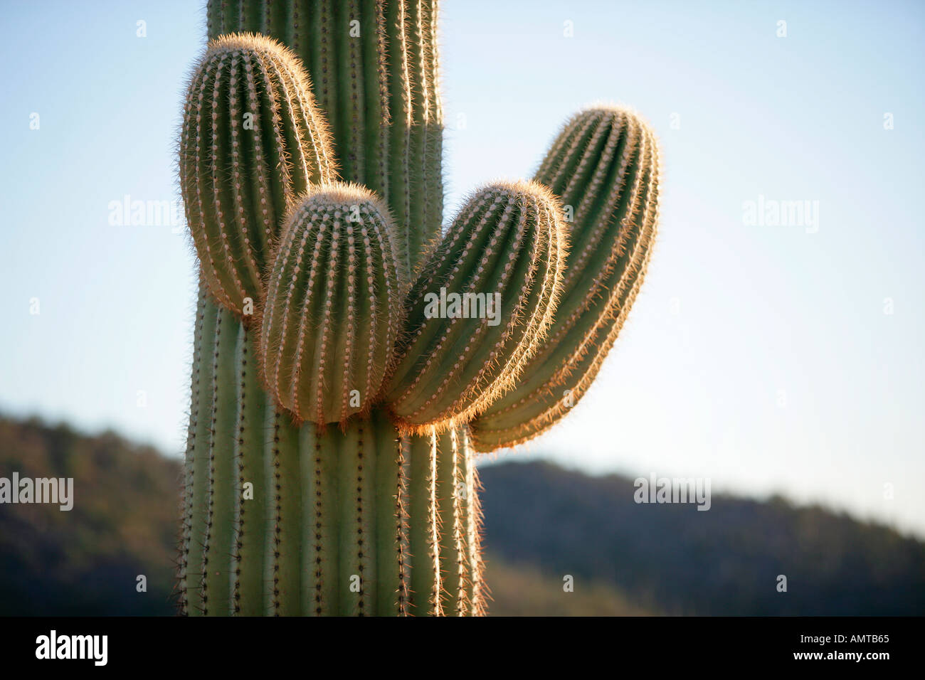 Ein Saguaro-Kaktus wächst mehrere neue Waffen Stockfoto