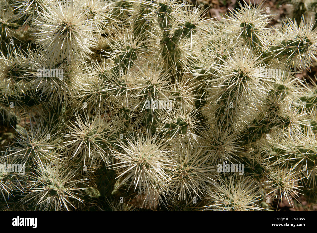 Nahaufnahme eines Teddy Bear Cholla Kaktus in Süd-Arizona Stockfoto