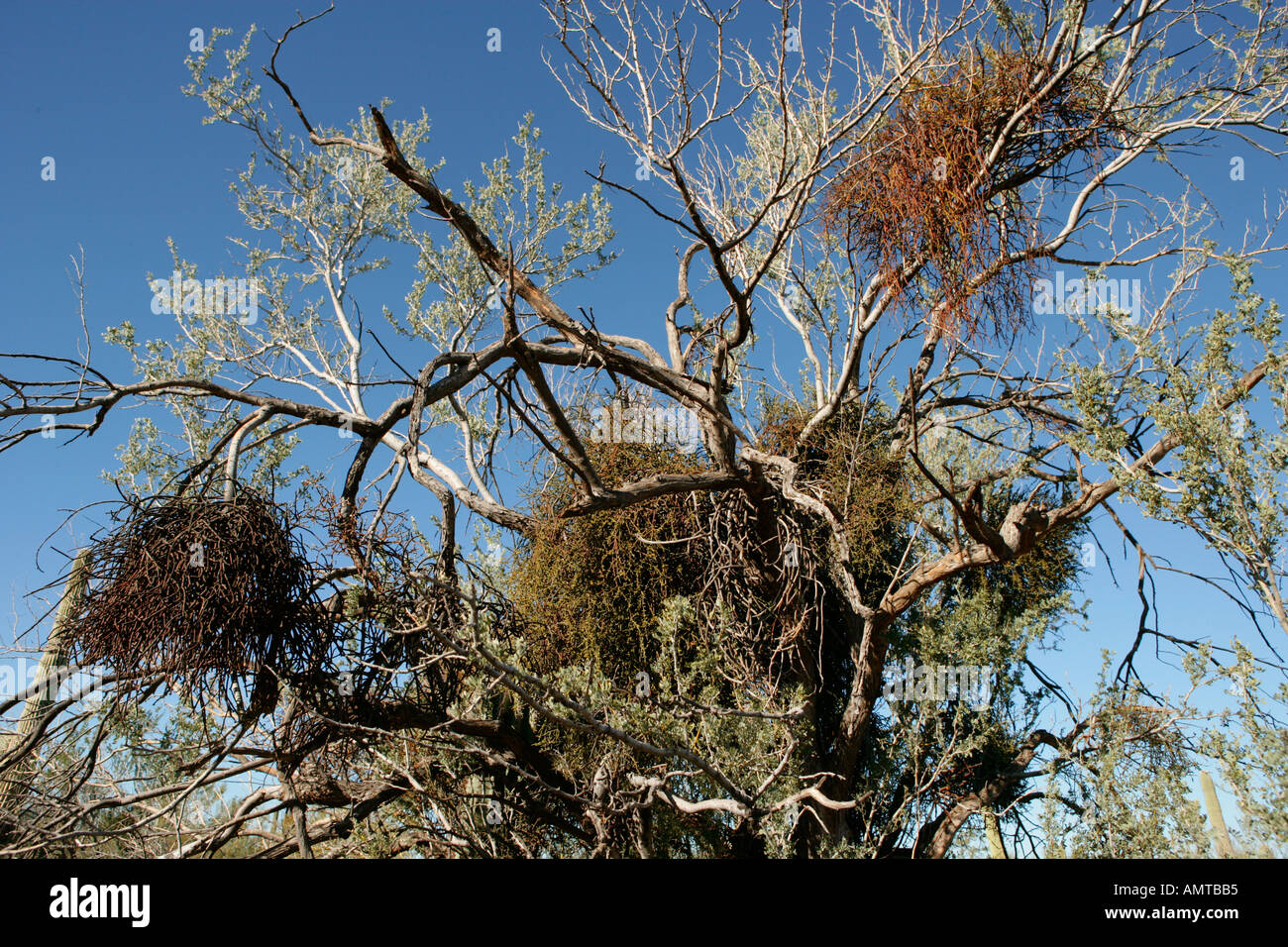 Mistel wächst in einem Baum, es ist ein Parasit, der seinen Wirt zu töten Stockfoto
