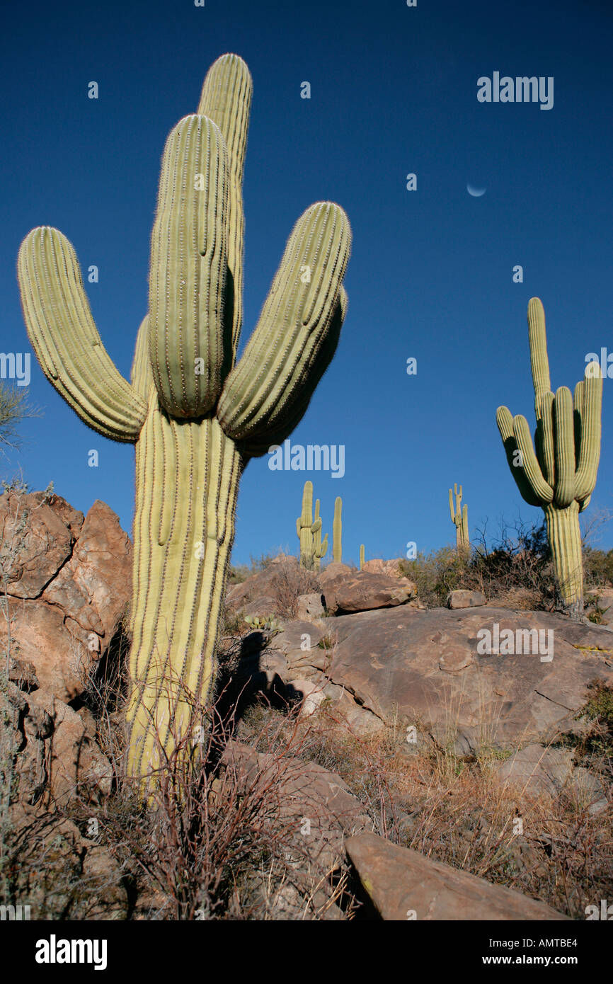 Großen Saguaro Kaktus der Sonoran Wüste Sonne im Süden Arizonas Stockfoto