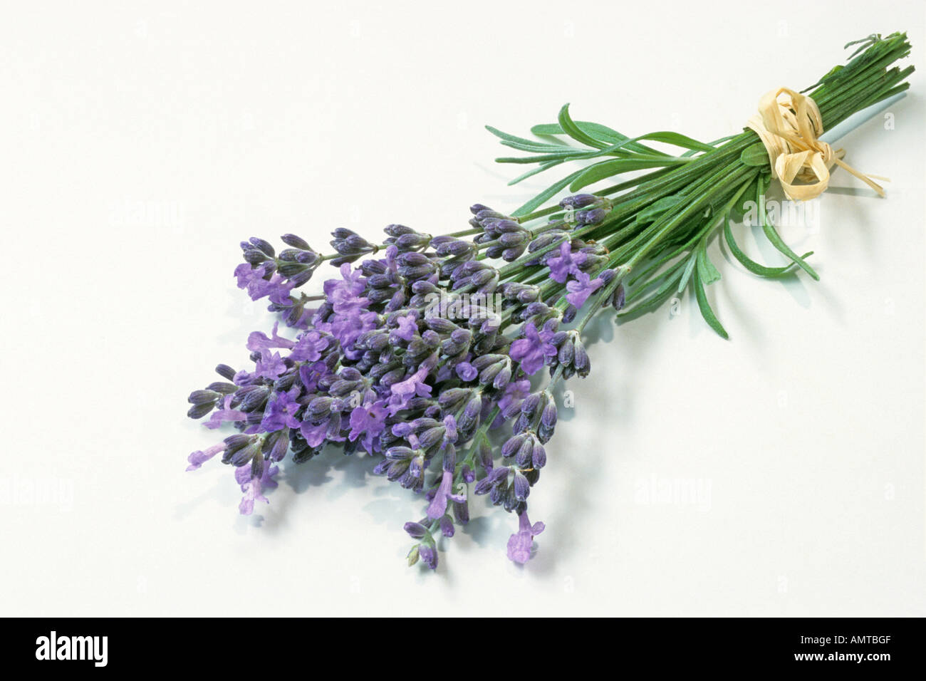 Englischer Lavendel (Lavandula Angustifolia, Lavandula Vera, Lavandula Officinalis), ergibt sich Blüte Stockfoto