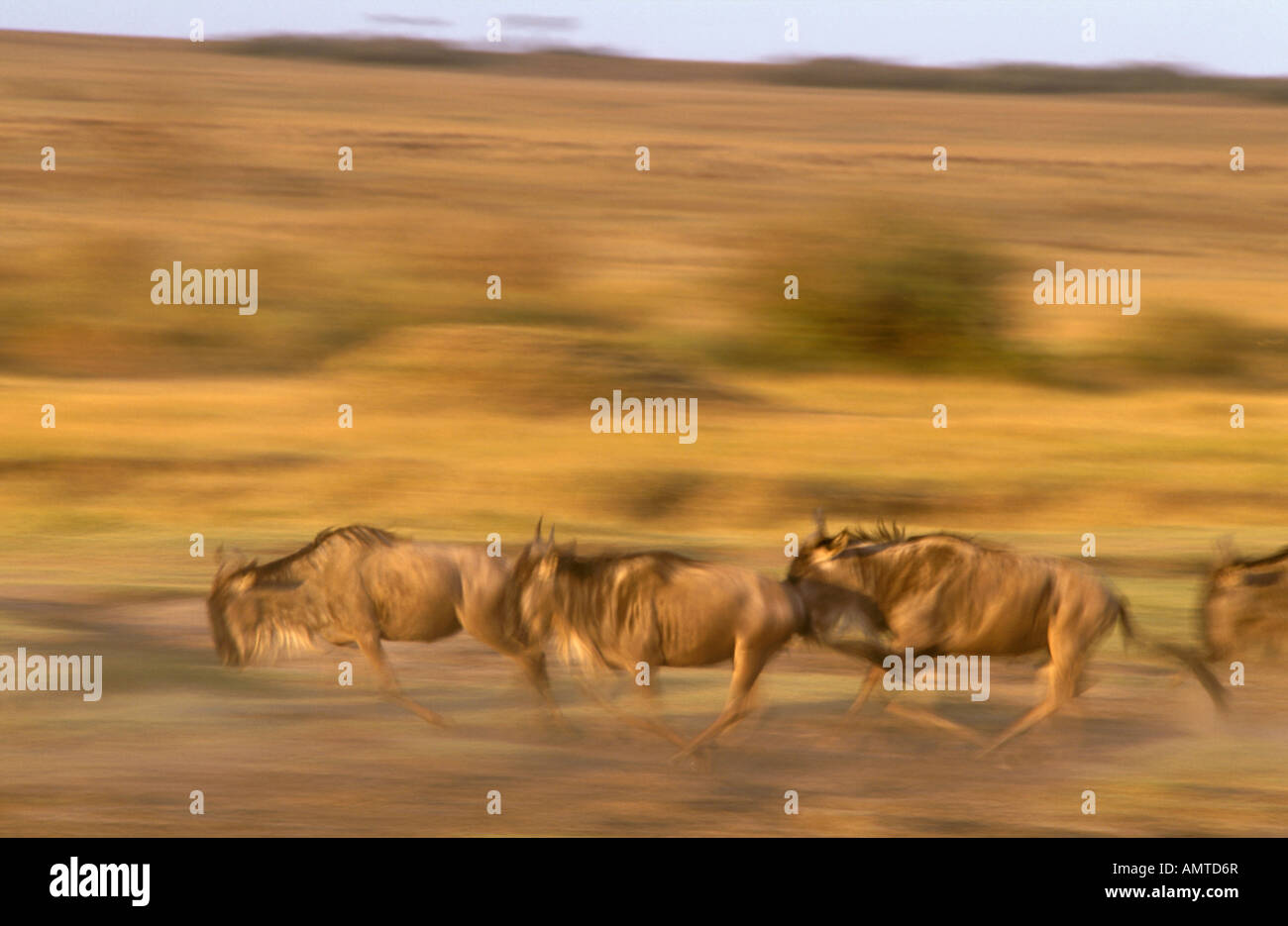 Eine Gruppe von Gnus laufen auf Hochtouren, während der Wanderung der Gnus in Ost-Afrika Stockfoto
