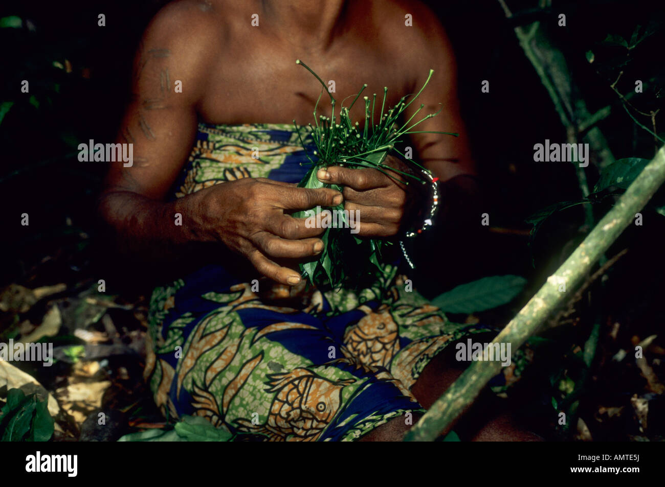 Pygmäen Frau sammeln von Pflanzenmaterial aus dem Wald für medizinische Zwecke Stockfoto