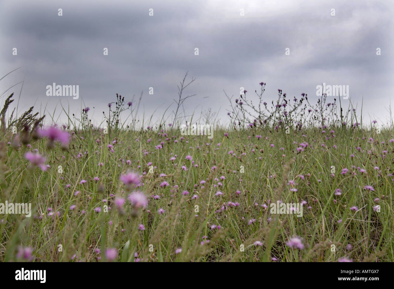 Wilde Blumen wachsen auf Martha's Vineyard Stockfoto