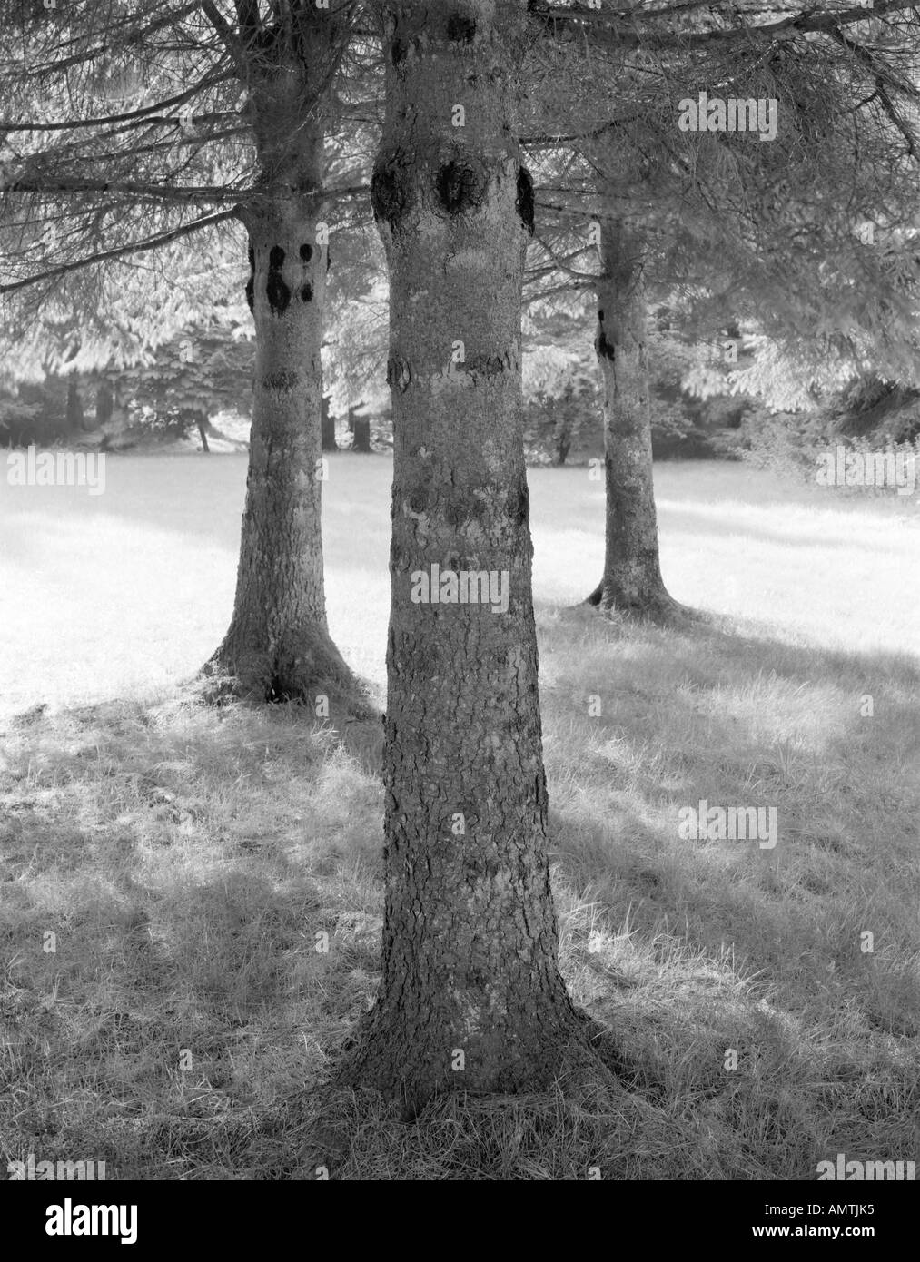 Engen Gruppe von drei Nadelbäume spenden Schatten an heißen Sommernachmittagen Kartenvorschlag Tal Scottish Borders Stockfoto