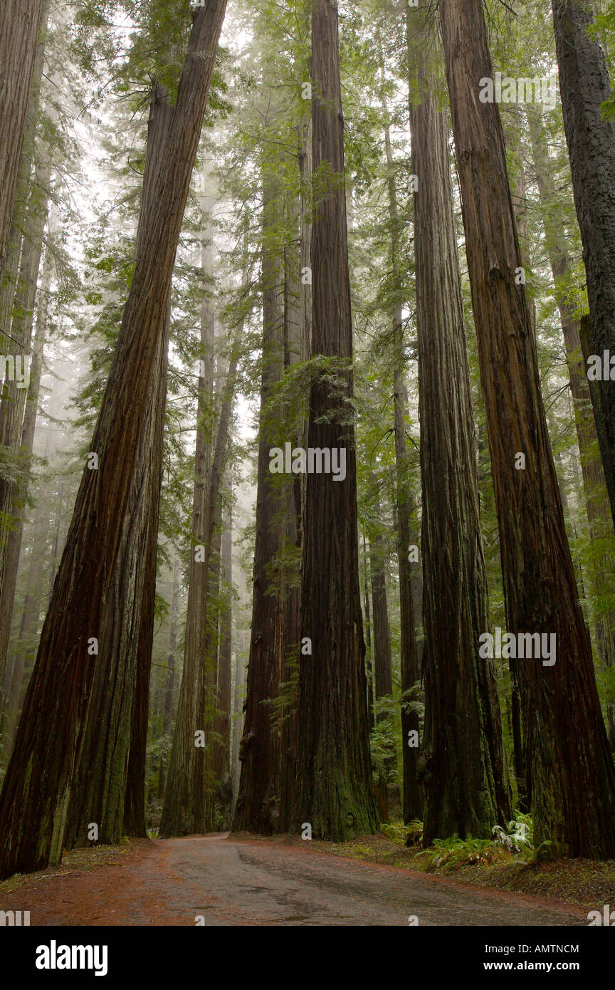 Redwood Bäume, Humboldt Redwoods State Park, Avenue of Giants, beginnt Road, Kalifornien, USA, Nordamerika Stockfoto