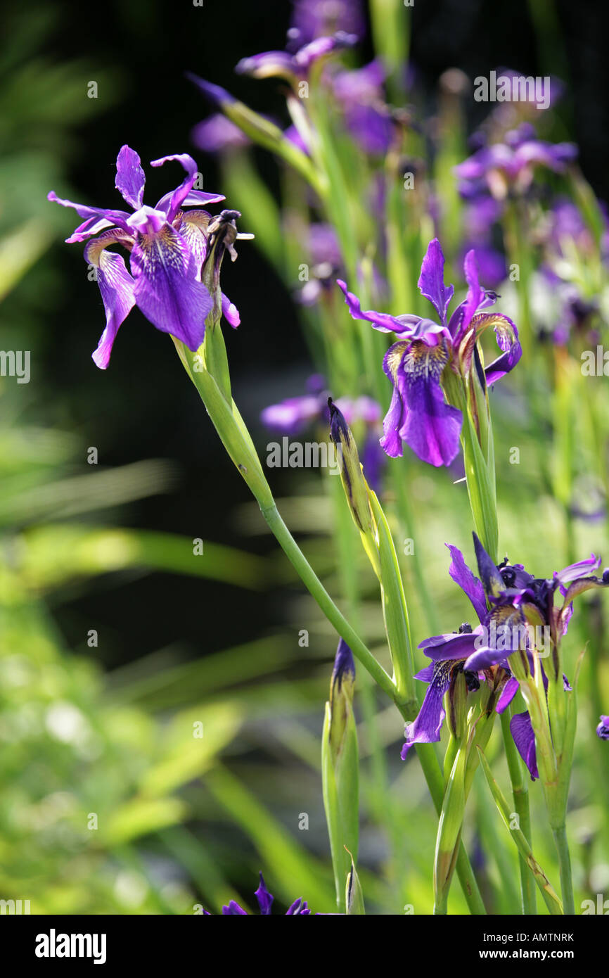 Iris bulleyana, Iridaceae Stockfoto