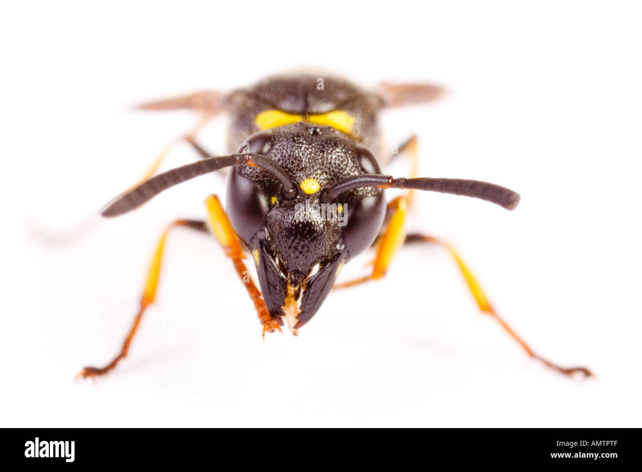 Potter Wasp (Euodynerus) Stockfoto