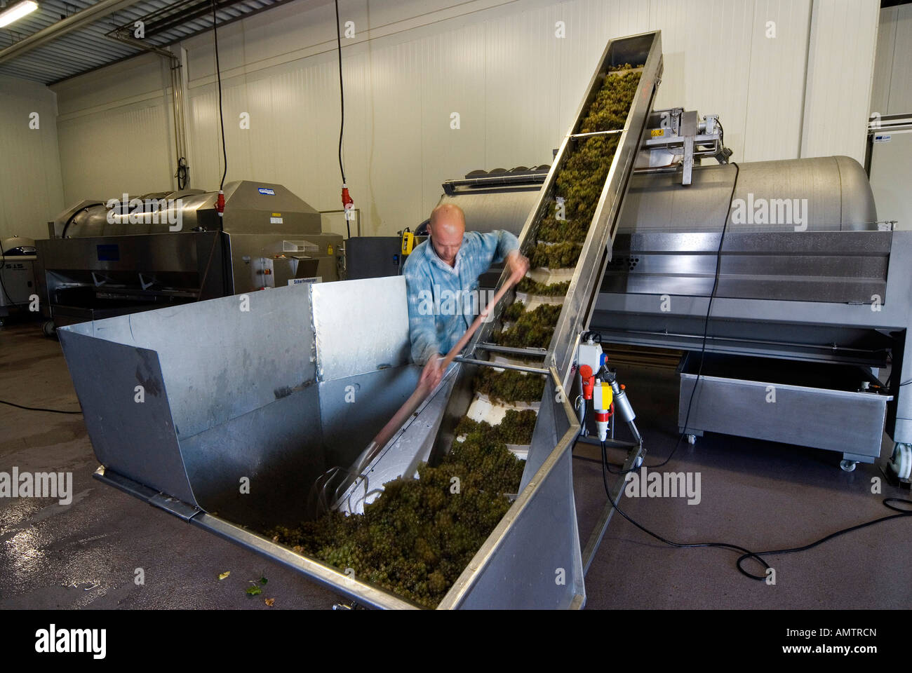 Weinkeller, die Vorbereitung für die Weinpresse Stockfoto