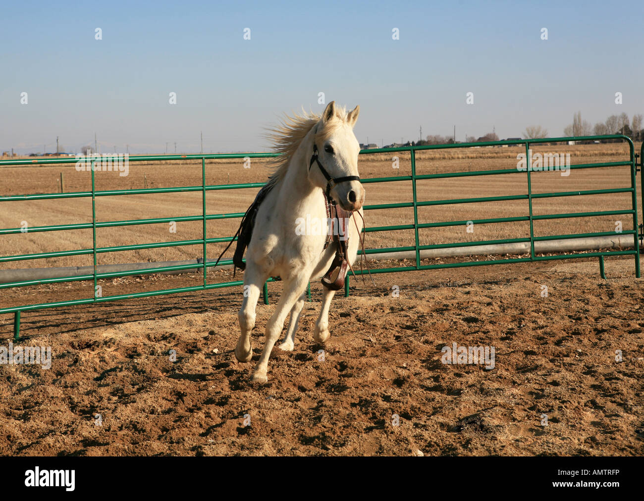 Weiße arabische Pferd im Roundpen mit Sattel laufen auf Stockfoto