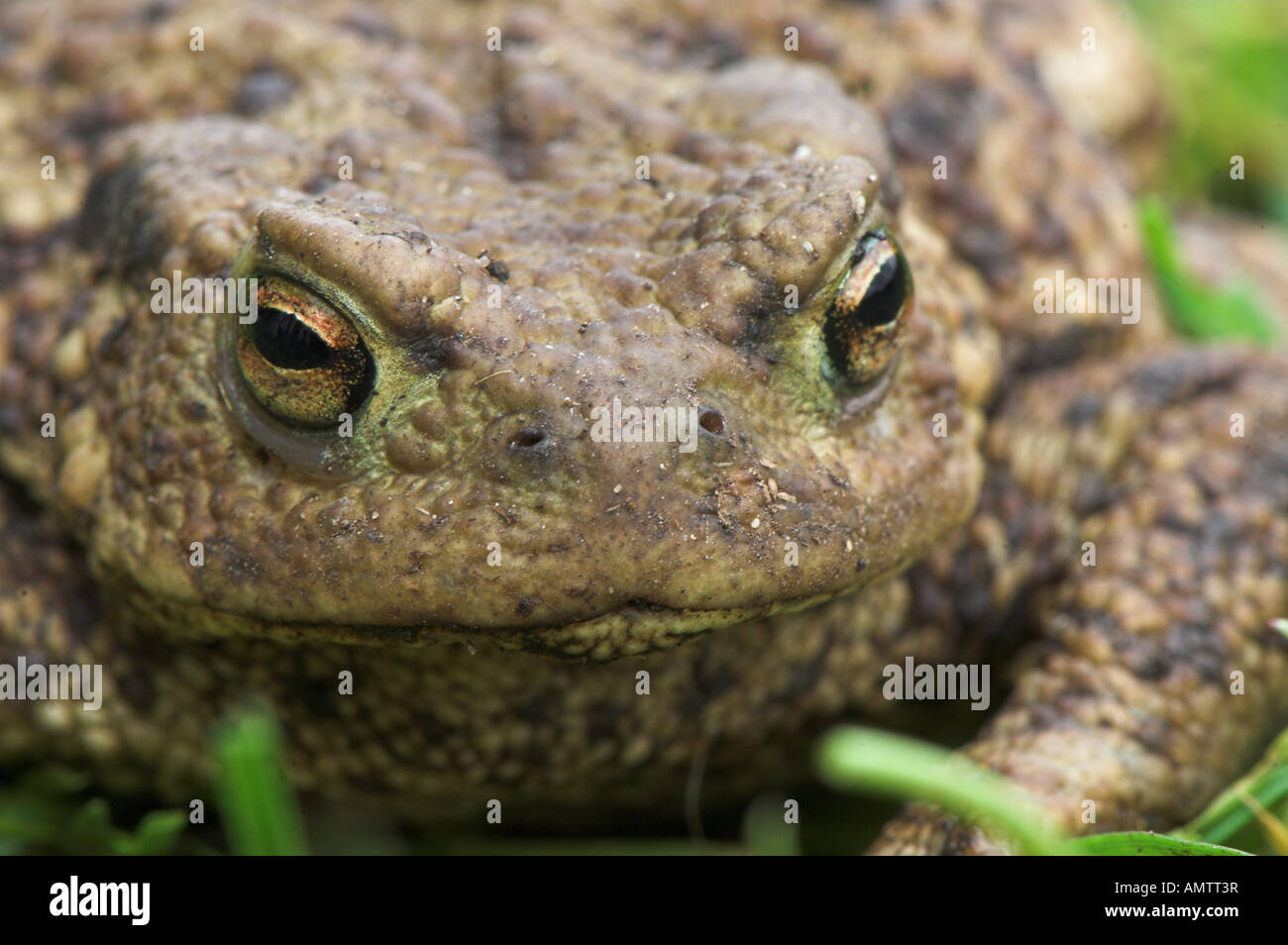 Nahaufnahme Eines Gemeinsamen Krote Im Garten Bufo Bufo Stockfoto