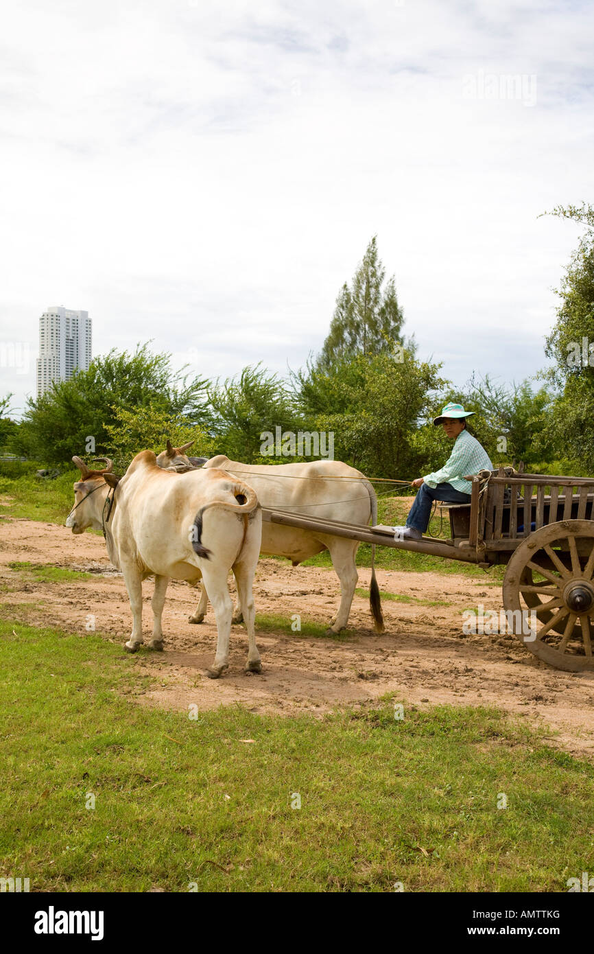 Touristische Ochsenkarren in den ländlichen Flächen von Pattaya Thailand Stockfoto