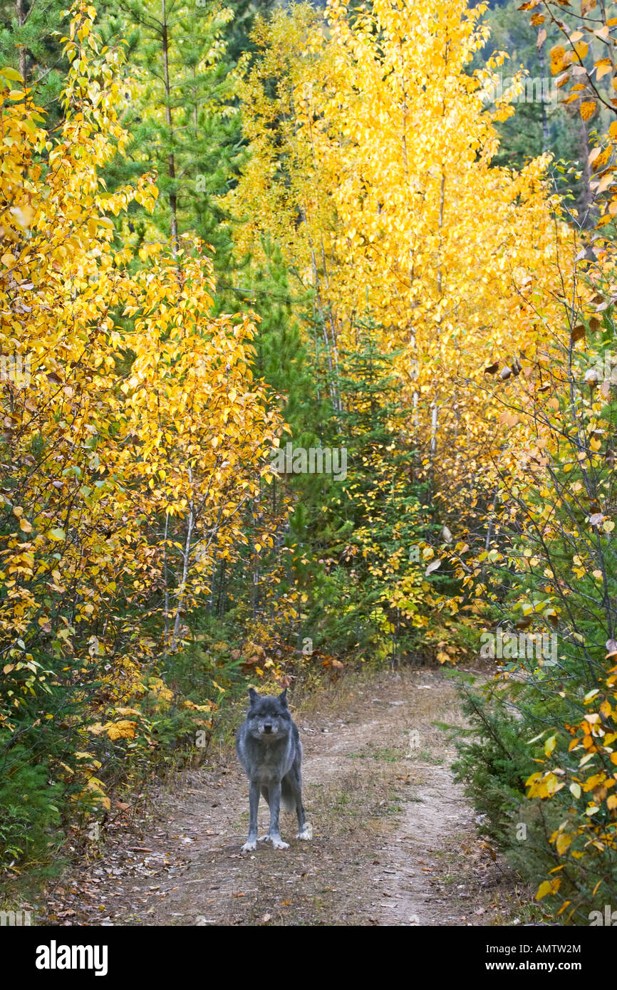 Ein Erwachsener einsame männliche Nordamerikanisch graue Wolf überqueren einen Forstweg Stockfoto