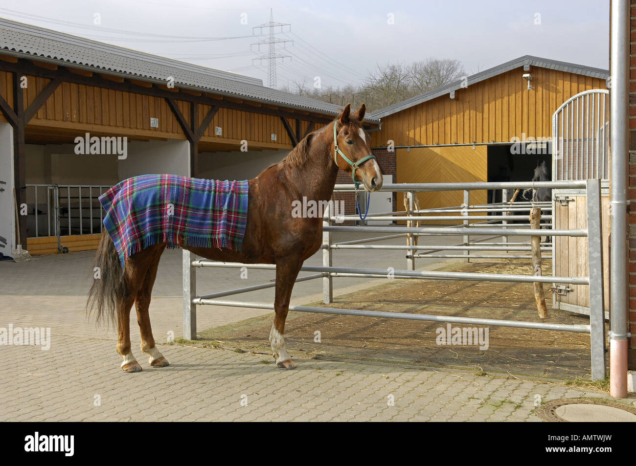 Hauspferd. Ein kastanienbraunter Erwachsener, der vor den Ställen steht und einen Teppich trägt Stockfoto