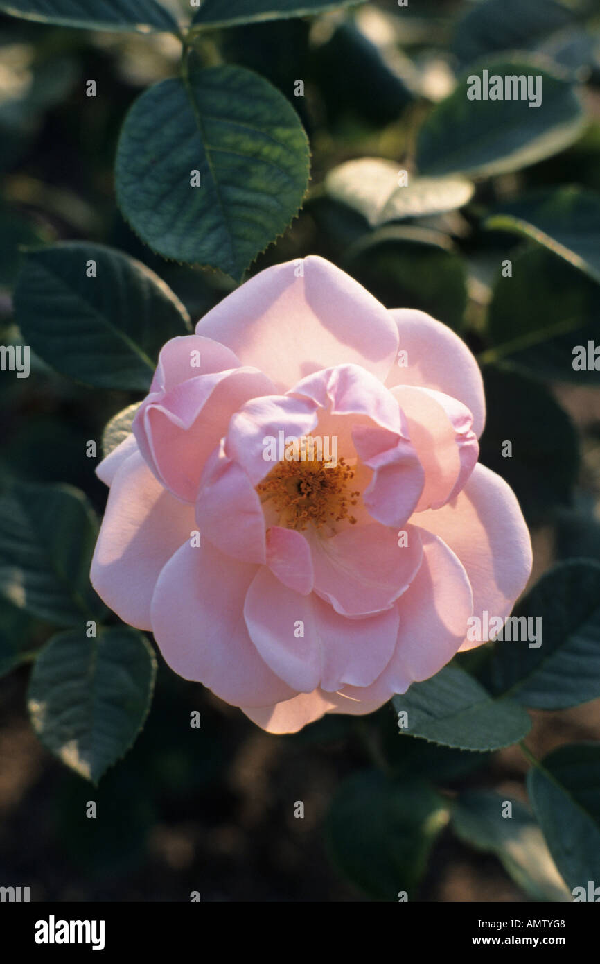Floribunda Rose (rosa Astrid Lindgren) Stockfoto