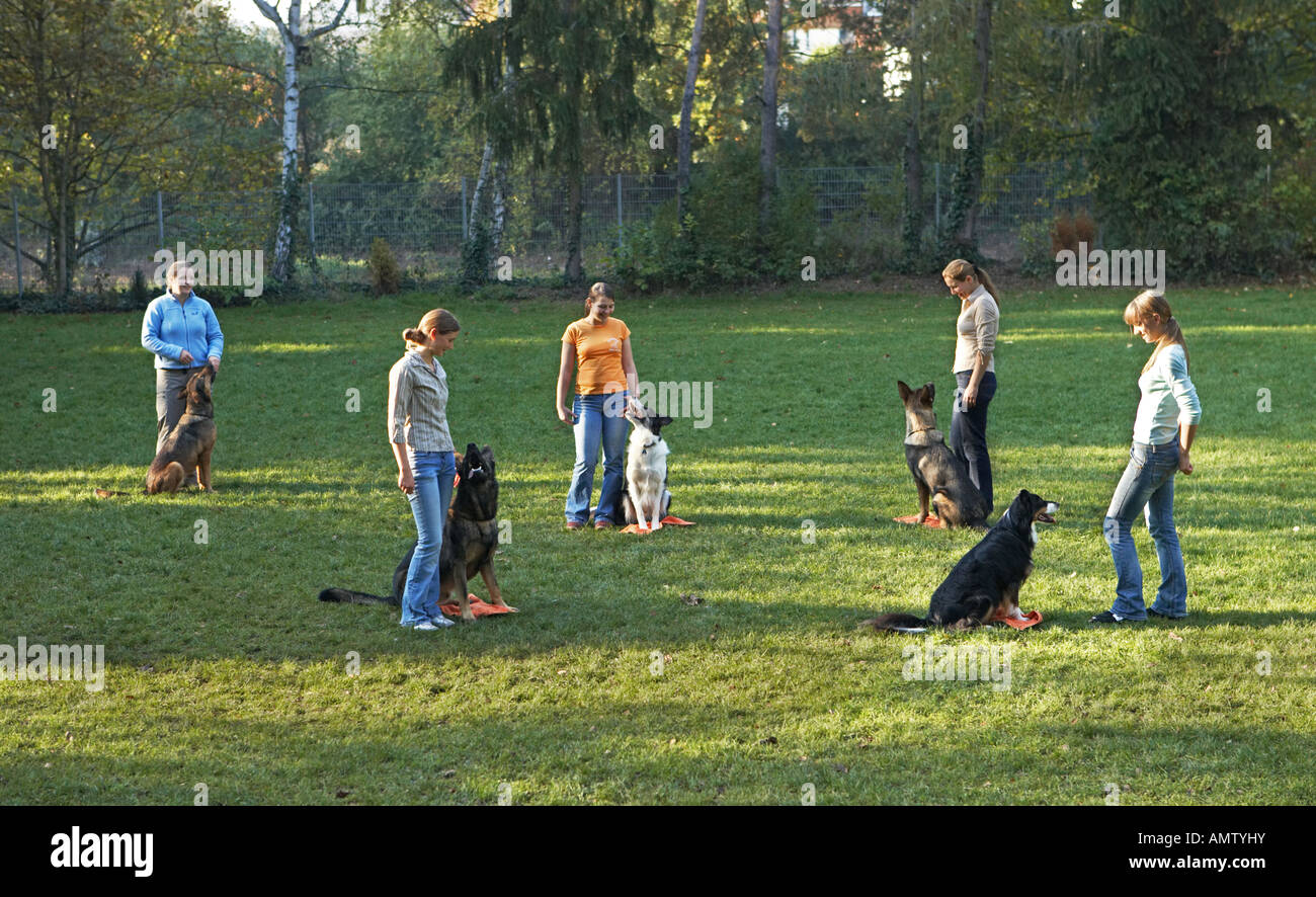 Hundeschule für Hunde Stockfoto