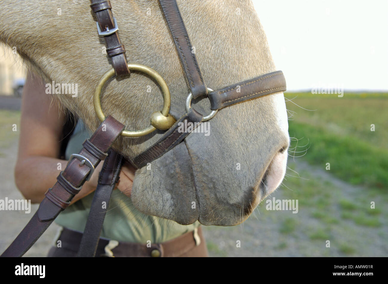 Pferd - Nase-Band - zu eng Stockfoto