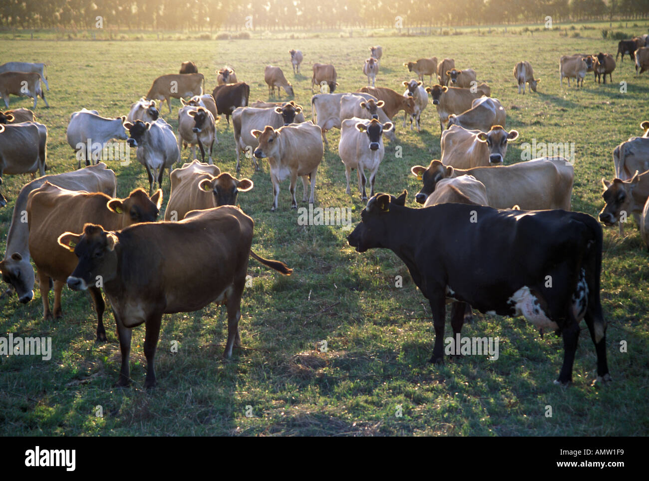 Kühe-Neuseeland Stockfoto