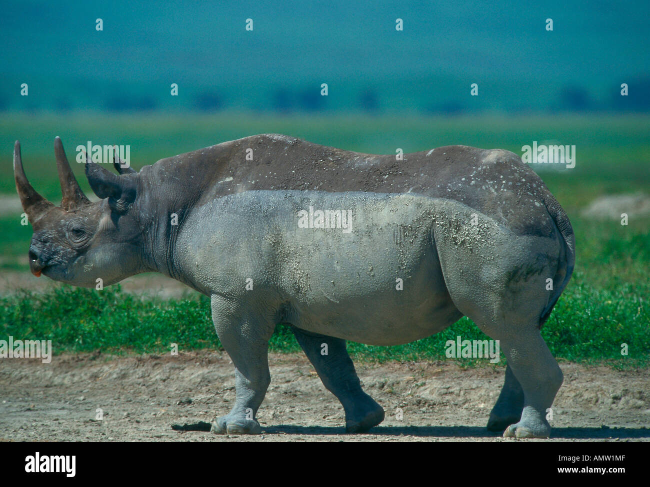 Spitzmaulnashorn Diceros Bicornis Rhinozerus, Ngorongoro Crater, Tansania Stockfoto