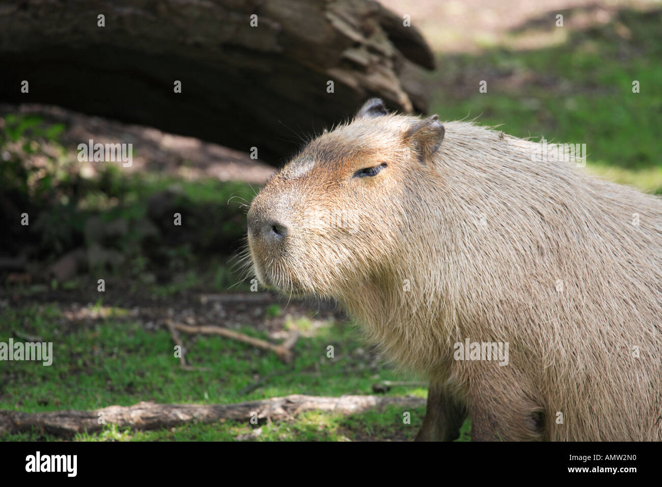 Capybara oder Wasser Schwein (Hydrochoerus Hydrochaeris) Tiergarten Schönbrunn, Wien, Österreich Stockfoto
