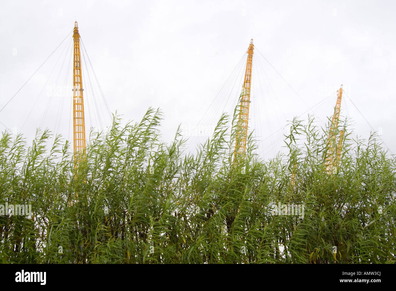 Millennium Dome hinter Bambus Stockfoto