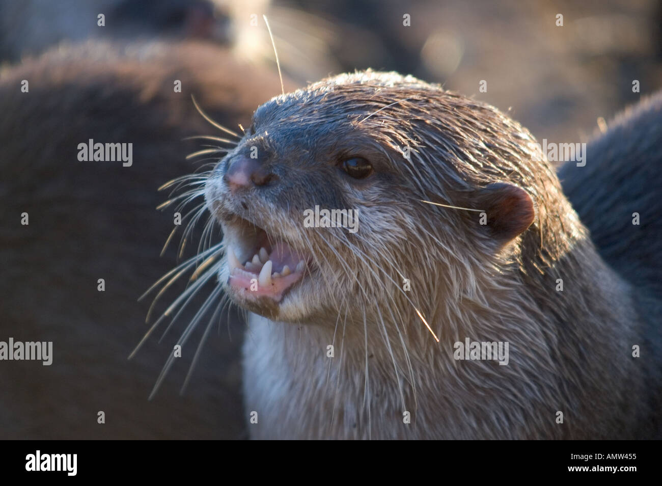 Orientalische kleine krallenbewehrten Otter entfremdet im Zoo von Edinburgh Schottland Merkmal laut rufen des Fischotters in Gruppenformen einen Chor Stockfoto