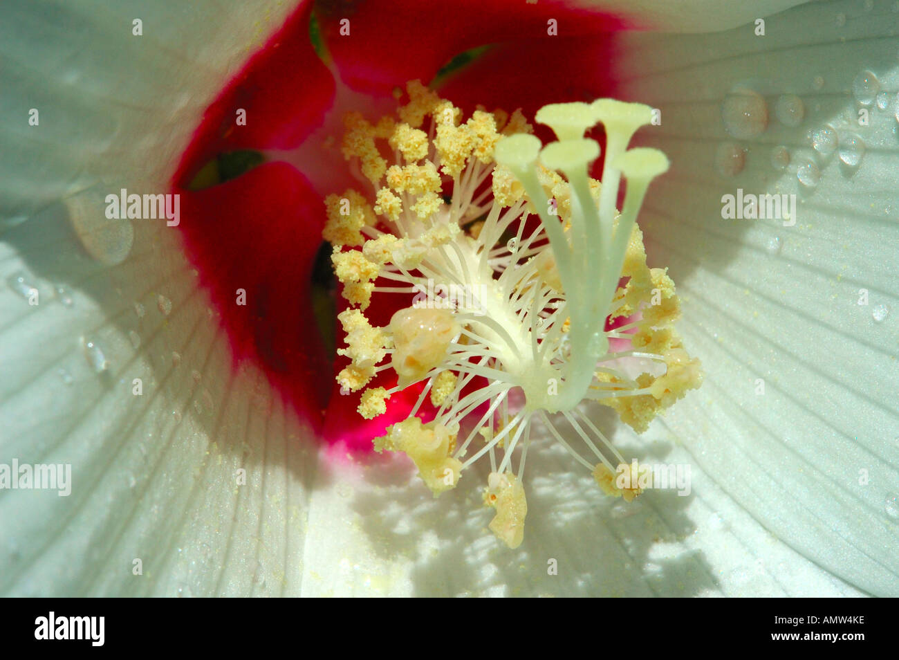 Sumpf-Eibisch, Hibiscus moscheutus Stockfoto
