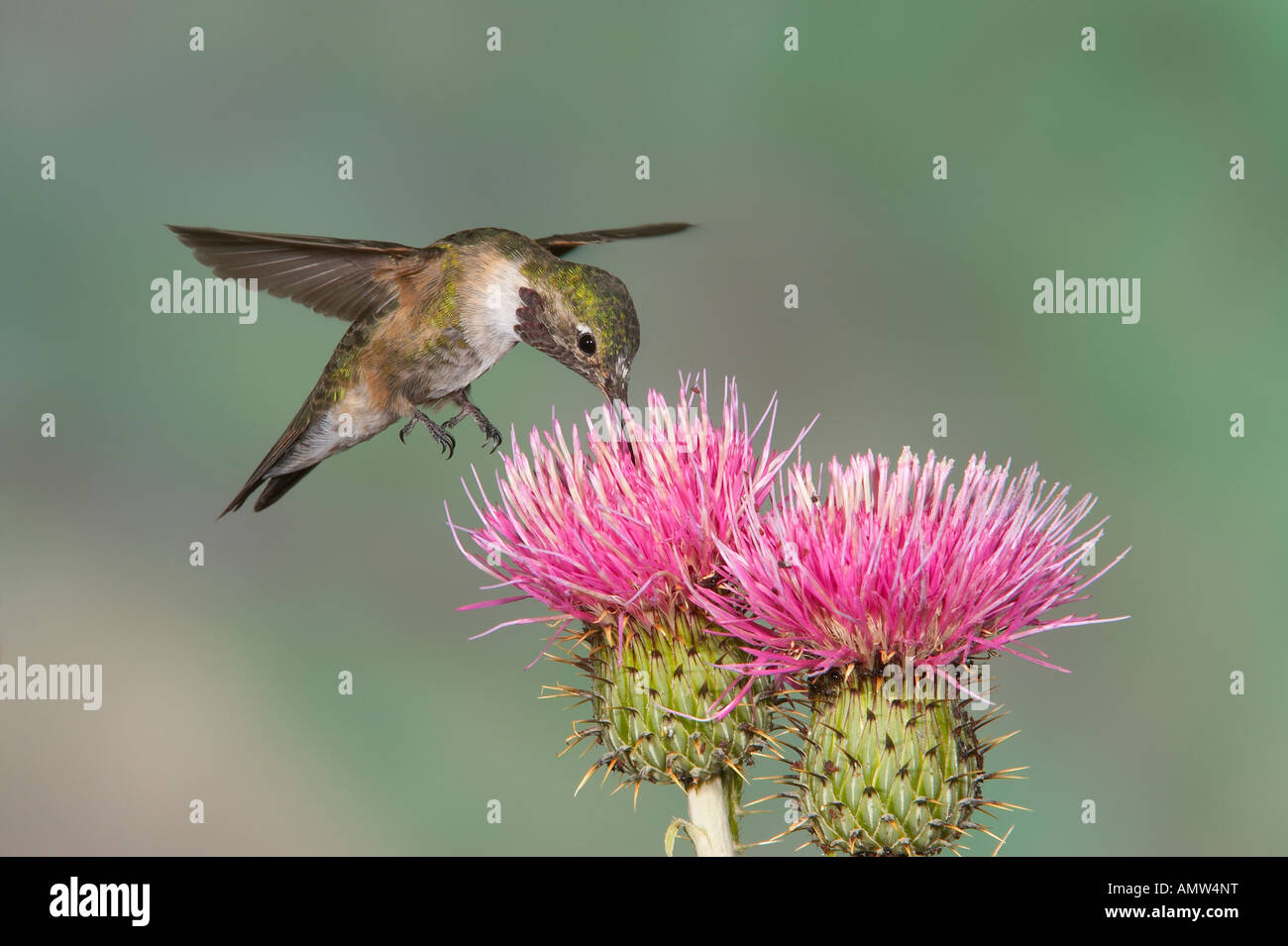 Breite Tailed Kolibri Selasphorus Platycercus im Flug New Mexico Stockfoto