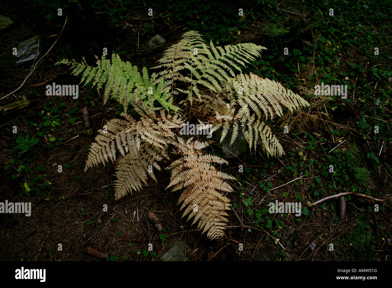 Nahaufnahme einer Farnpflanze mit hellen Wedeln auf einem Waldboden, umgeben von natürlichem Unterholz und verstreuten Zweigen in einer schwach beleuchteten Umgebung. Stockfoto