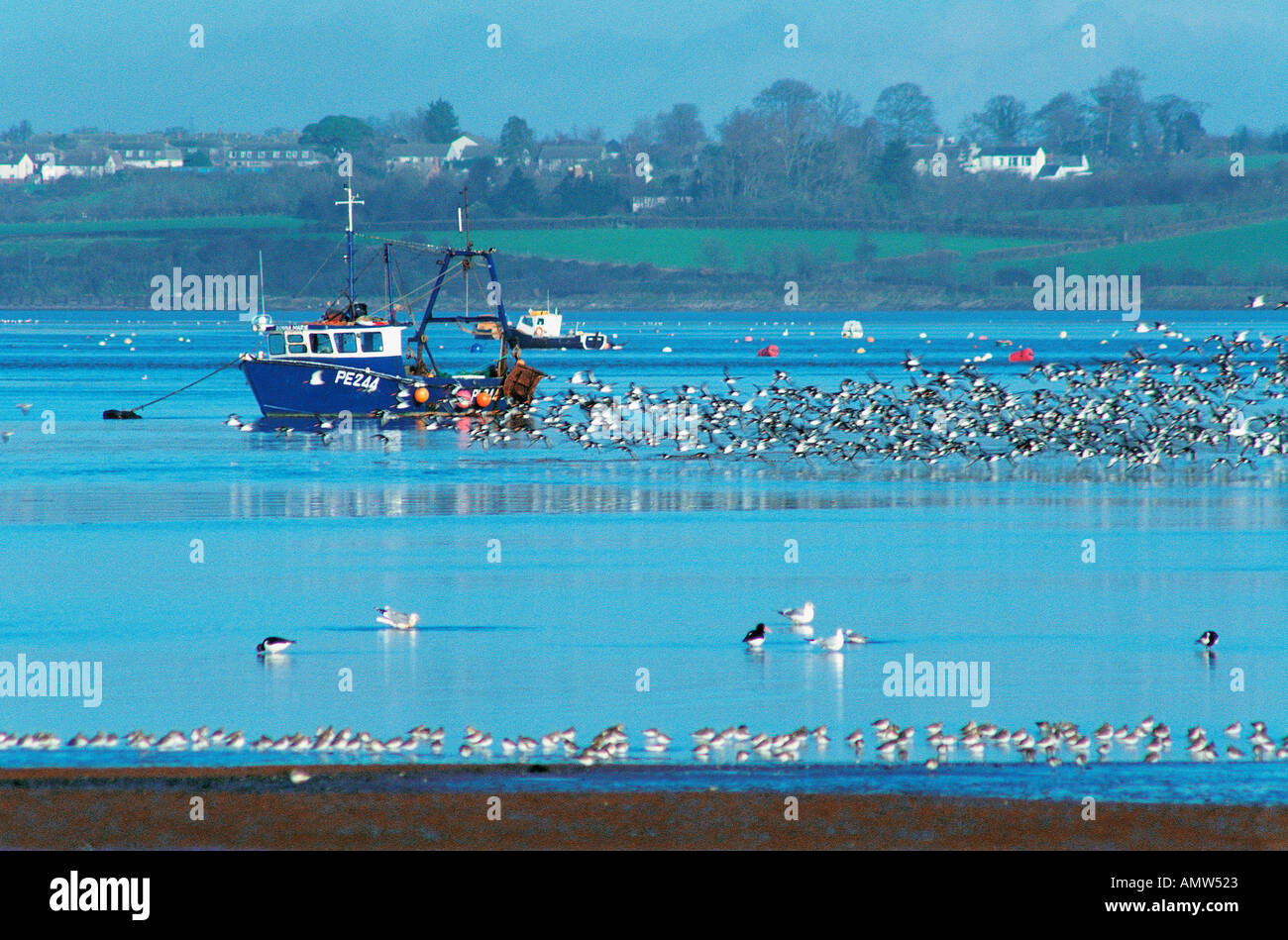 Küstenlinie Vögel an der Mündung des Flusses Exe bei Ebbe Dawlish Warren in der Nähe von Exeter Devon Great Britain Stockfoto