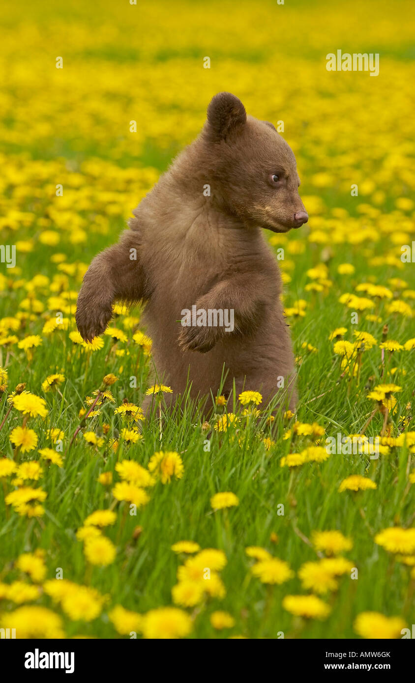 Schwarzbär Ursus Americanus in Bereich der gelbe Wildblumen Minnesota USA Stockfoto