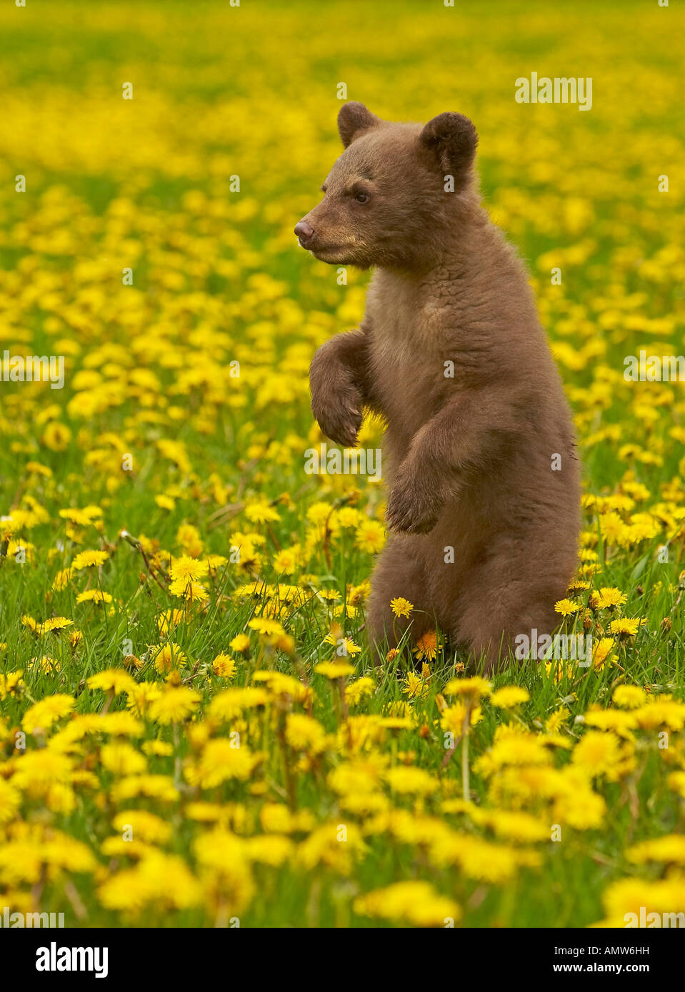 Schwarzbär Ursus Americanus in Bereich der gelbe Wildblumen Minnesota USA Stockfoto