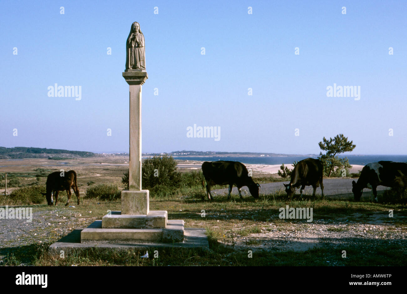 Kühe auf dem städtischen grün hinter Ladeira Strand in der Nähe von Corrubedo La Coruña Provinz Galizien Spanien Stockfoto