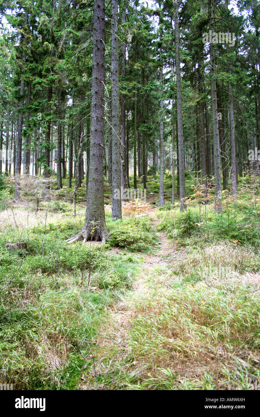 Ein ruhiger Wald mit hohen Kiefern, einem weichen Grasboden und einem schmalen Pfad, der sich durch das natürliche Grün schlängelt. Stockfoto