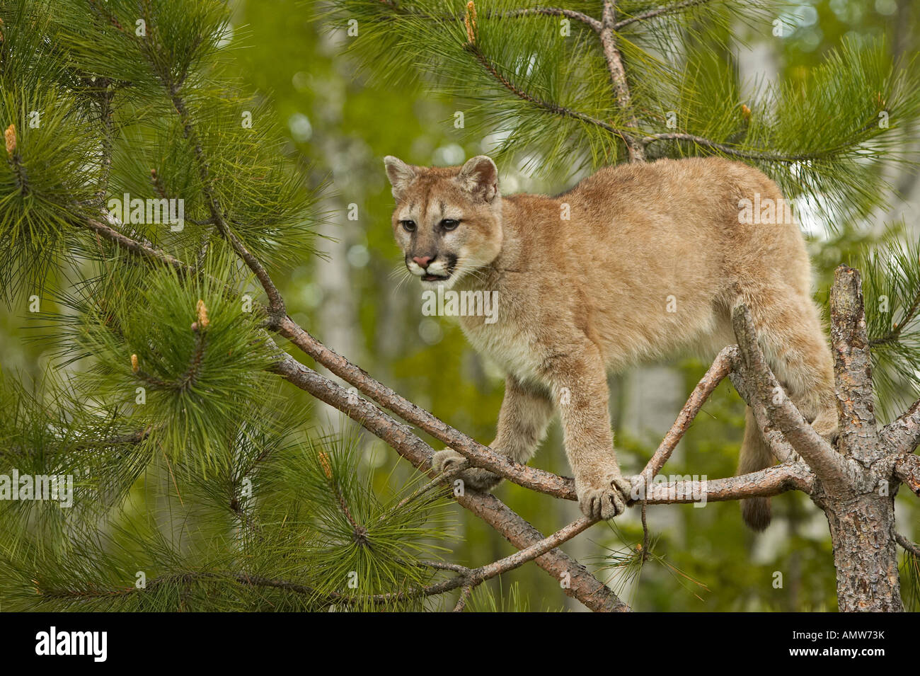 Berglöwe oder Cougar Felis Concolor Minnesota USA Stockfoto