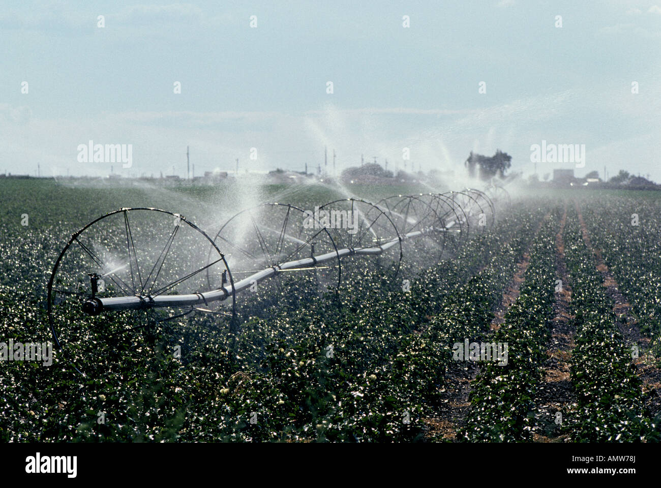 USA NEW Mexiko A großen rollenden Bewässerungssystem Gewässer ein Feld von Baumwolle im östlichen New Mexico in der Nähe von Clovis Stockfoto