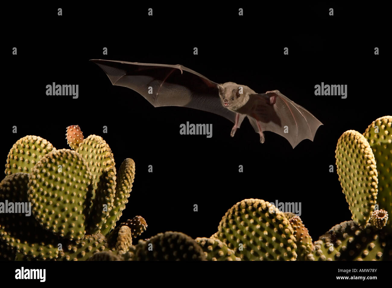 Geringerem Langnasen-Fledermaus (Leptonycteris Yerbabuenae) fliegen von  Agave Blten, in Gefangenschaft, Hidalgo County, New Mexico, USA  Stockfotografie - Alamy