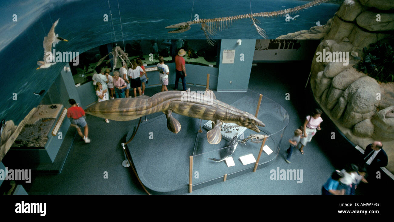 Dinosaurier auf dem Display an das Museum of Natural History and Science in Albuquerque Stockfoto