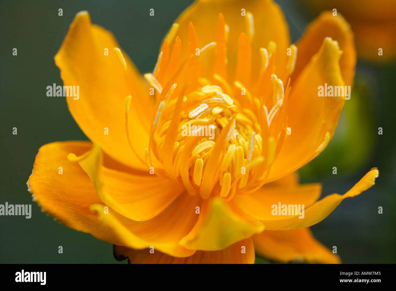 Globeflower (Trollblume Chinensis 'Golden Queen') Stockfoto