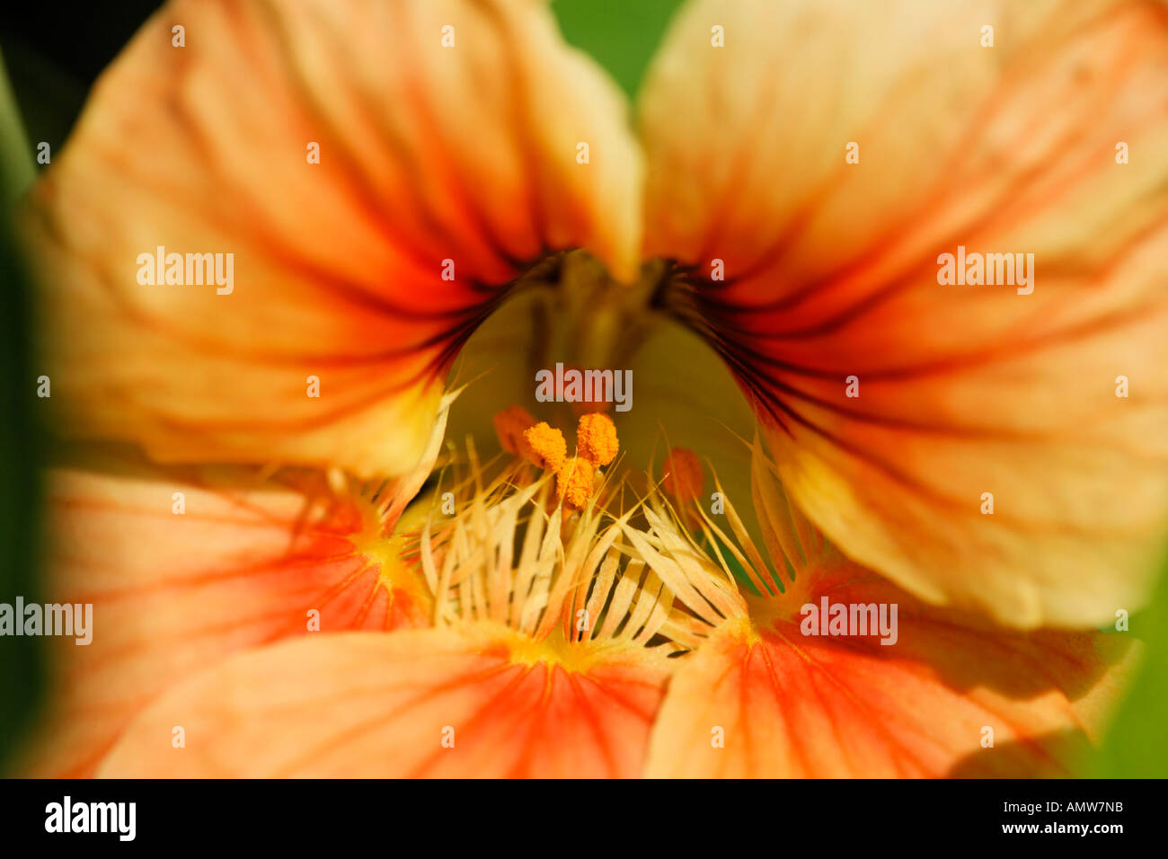 Kapuzinerkresse (Tropaeolum Majus) Stockfoto