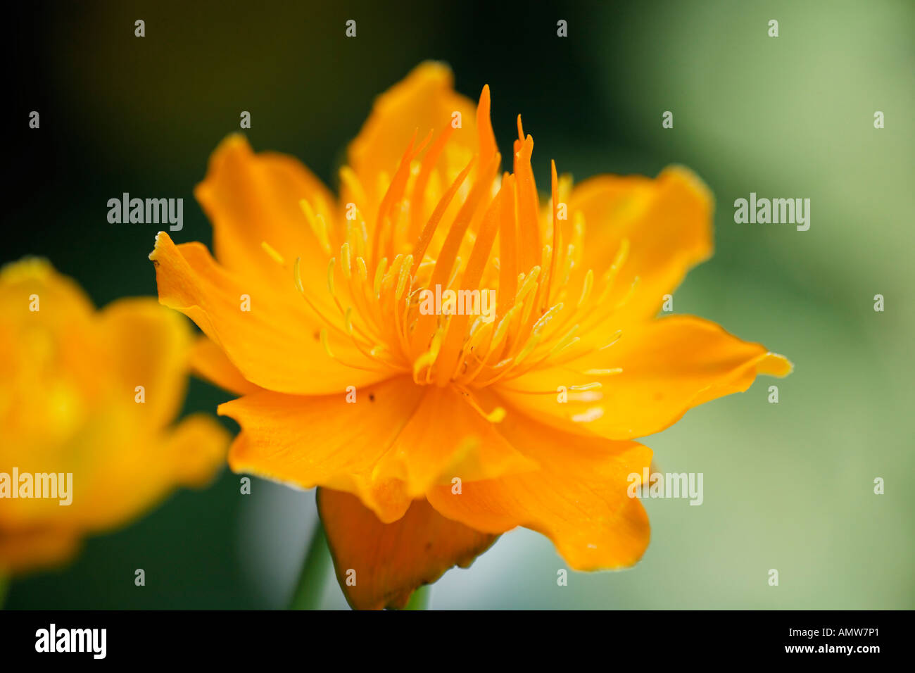 Globeflower (Trollblume Chinensis 'Golden Queen') Stockfoto