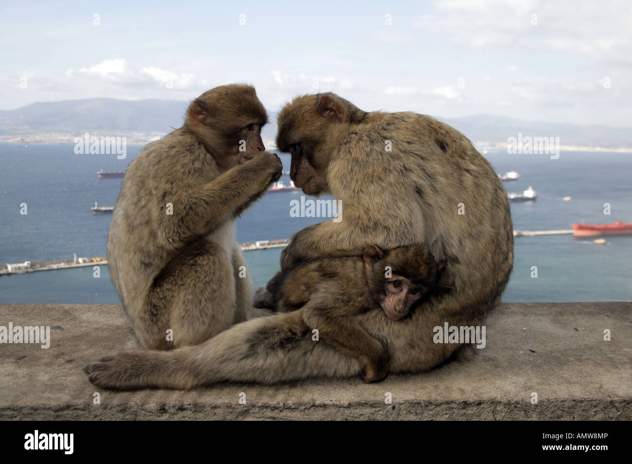 Barbary Affe Macaca sylvanus Stockfoto