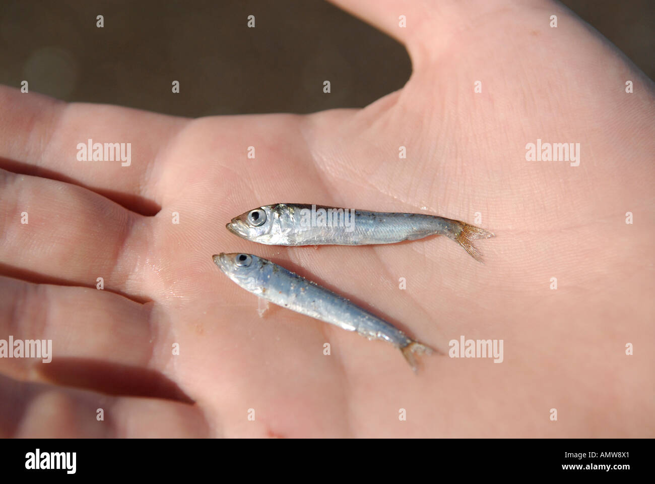 Kleinen Heringe Clupeidae in einer hand Stockfoto