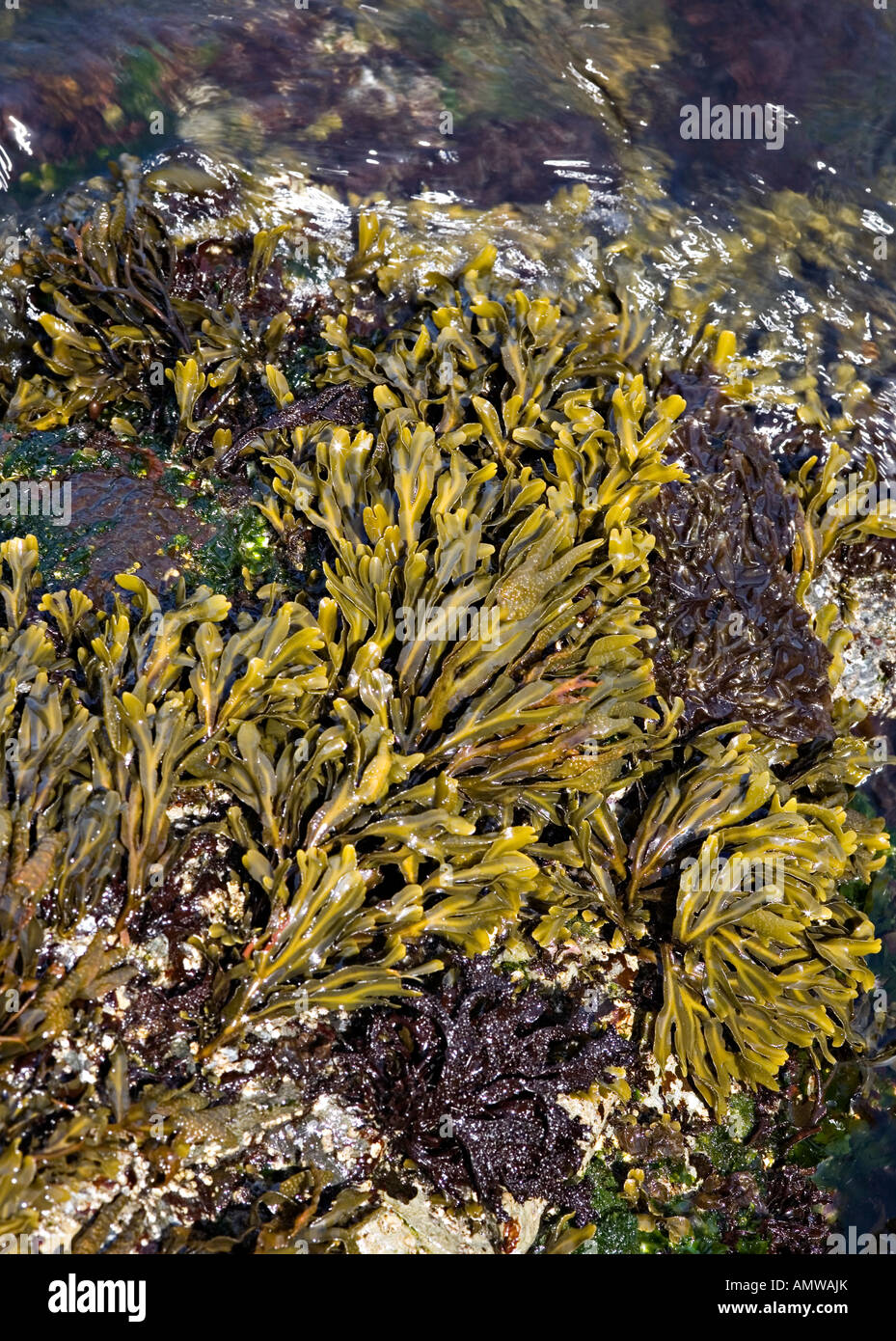 Algen am felsigen Ufer wegen Schleim verhindert Austrocknen Vancouver Island Kanada überlebensfähig ausgesetzt Stockfoto
