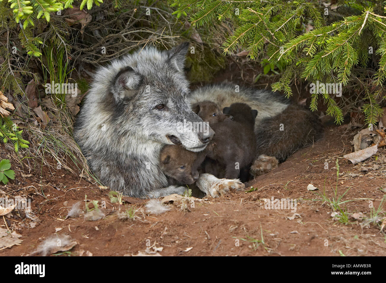 Grauer Wolf Canis Lupes Minnesota USA Stockfoto
