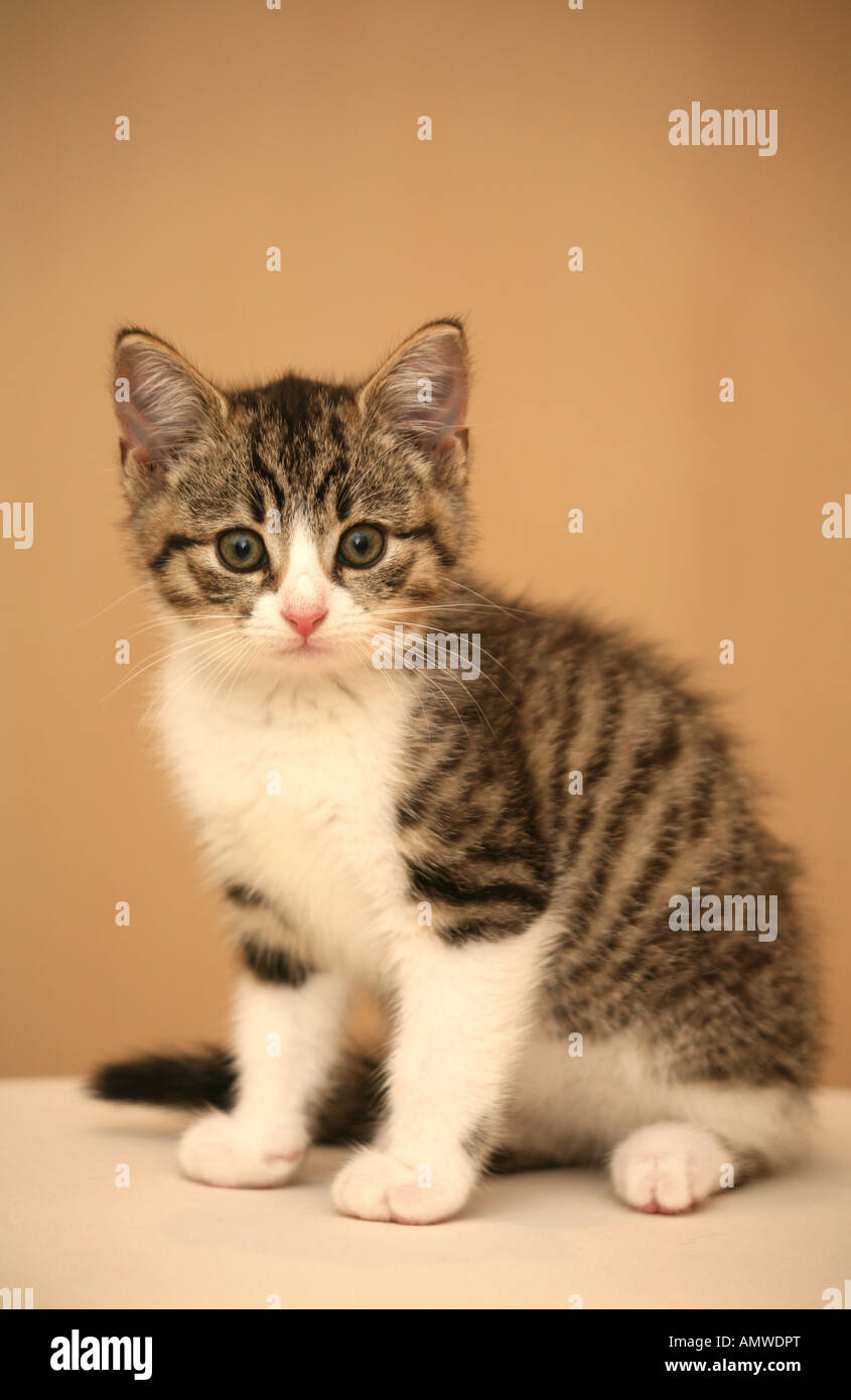 Ein Tabby Kitten männlich Alter von sechs Wochen sitzen Blick in die Kamera Stockfoto