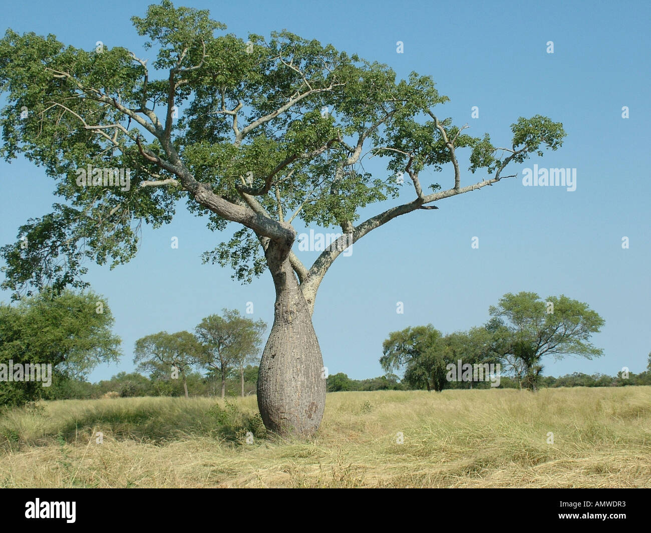 Flaschenbaum (Chorisia Insignis) bei einem typischen Savannah, Gran Chaco, Paraguay Stockfoto
