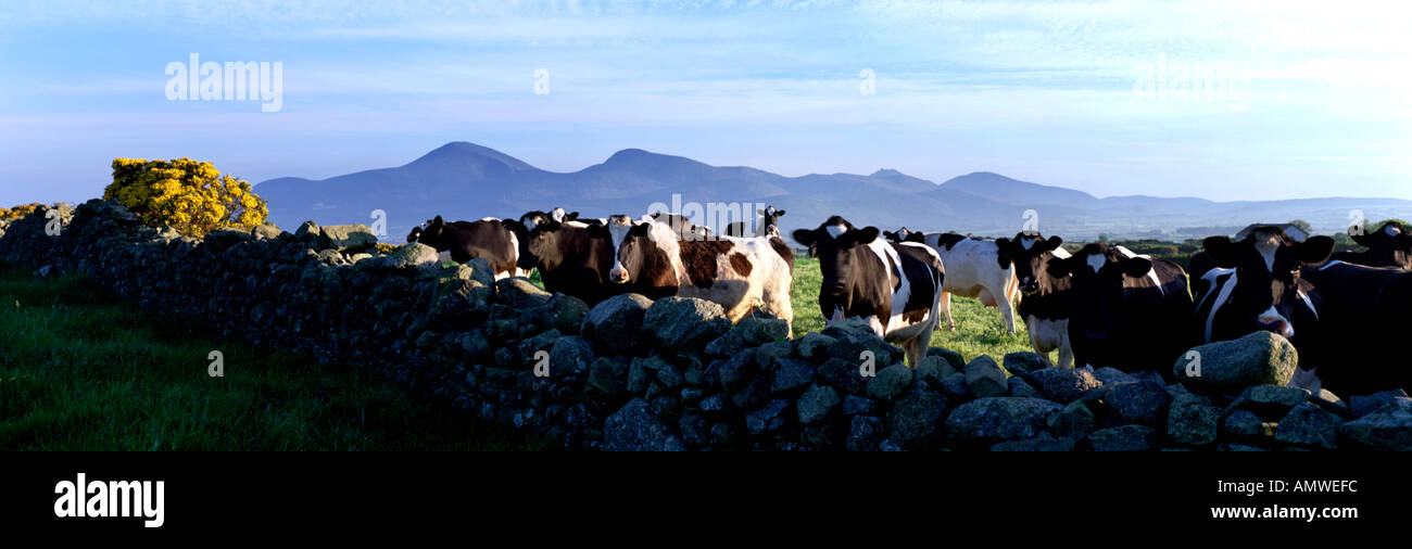 Milchvieh, Mourne Mountains, Nordirland Stockfoto